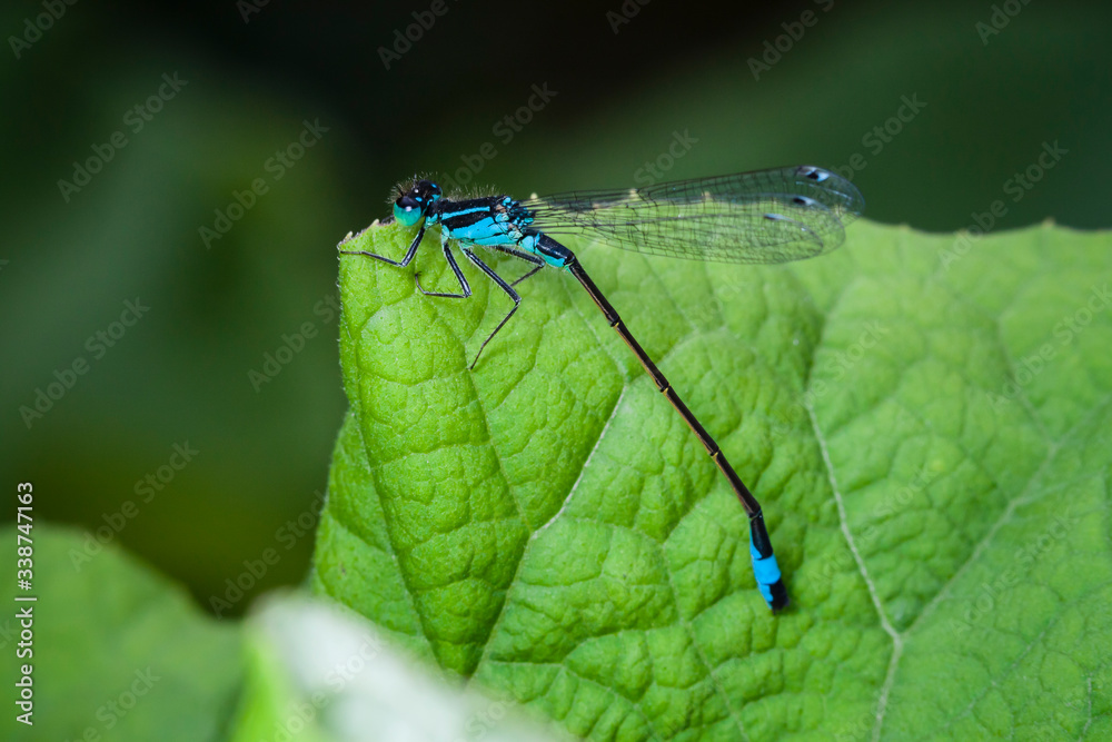 Macrophotographie, Insecte posé sur une feuille Macrophotographie, Insecte posé sur une feuille