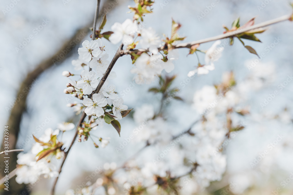 trees, canyons, flower, bloom, nature, branch, winter, cherry, white, sky, plant, blues, season, flower, beuty, cold, flower, bloom, blooming, ice, beautiful, glazed, spring, summer, forest sad apple trees, canyons, flower, bloom, nature, branch, winter, cherry, white, sky, plant, blues, season, flower, beuty, cold, flower, bloom, blooming, ice, beautiful, glazed, spring, summer, forest sad apple