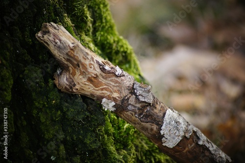 A fragment of a dry birch branch, based on a trunk covered with moss.