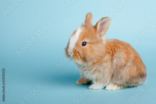 rabbit on a blue background