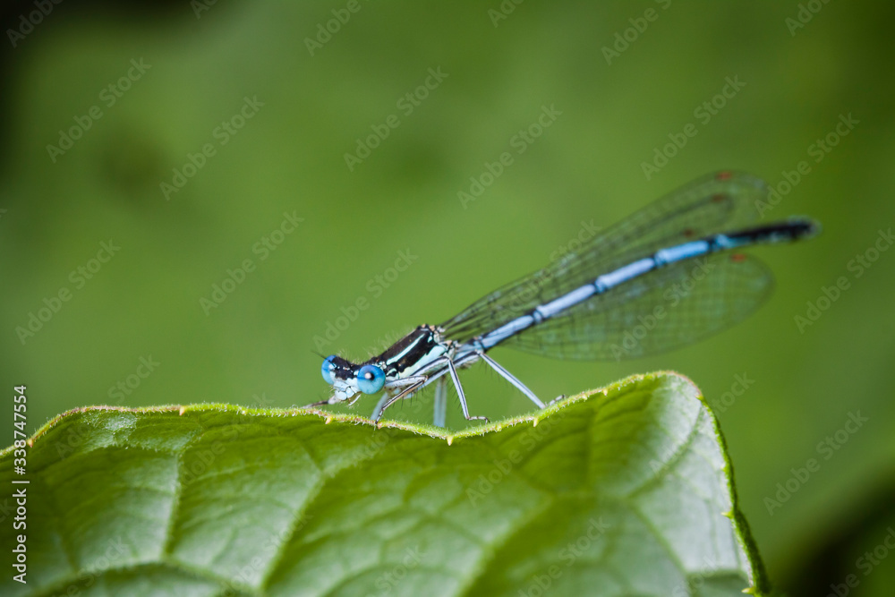 Macrophotographie, Insecte posé sur une feuille Macrophotographie, Insecte posé sur une feuille