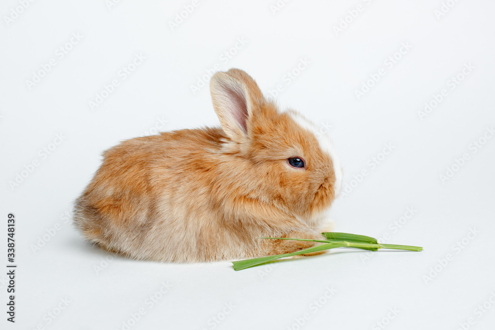  rabbit with green grass