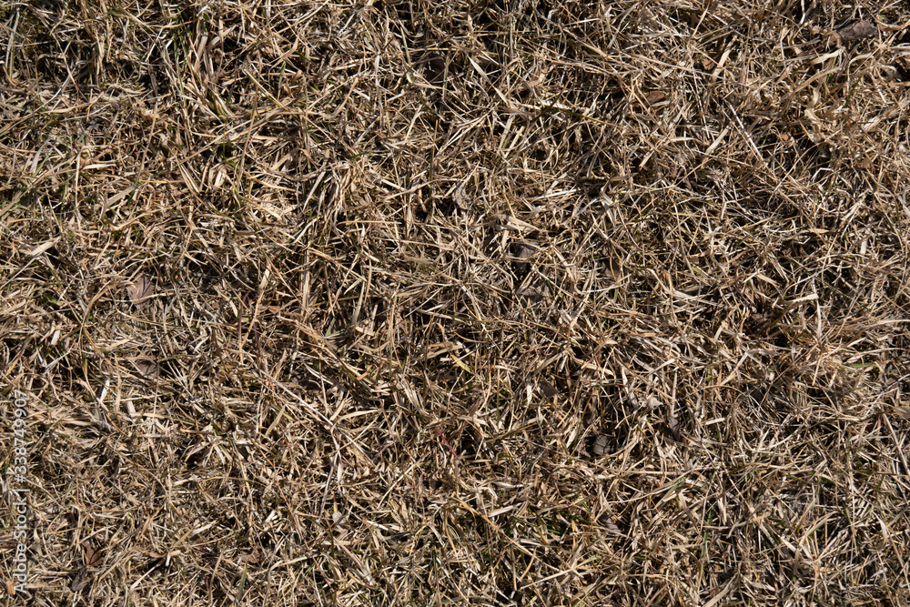 natural background texture of last year's grass natural background texture of last year's grass