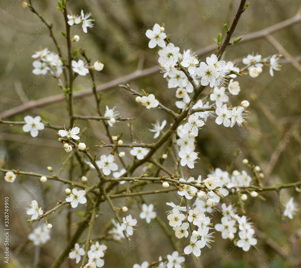 Hawthorn blossom in spring, Cornwall, UK