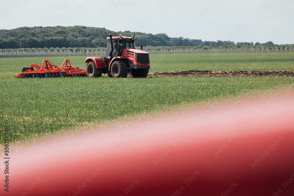 Obraz premium red tractor in a green field on a sunny day plows the soil while driving