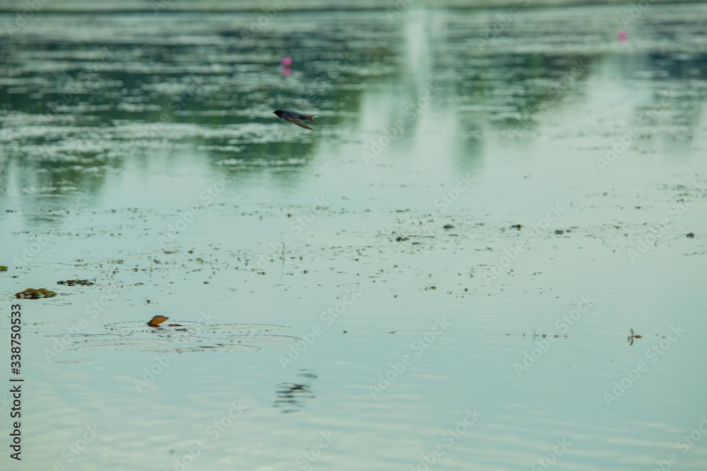 Fototapeta premium Birds living in the waterfront