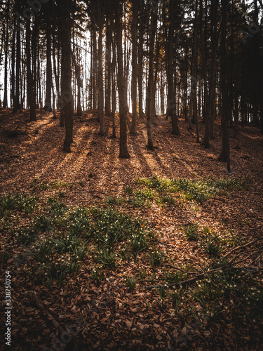 spring flowers in sunryas in forest
