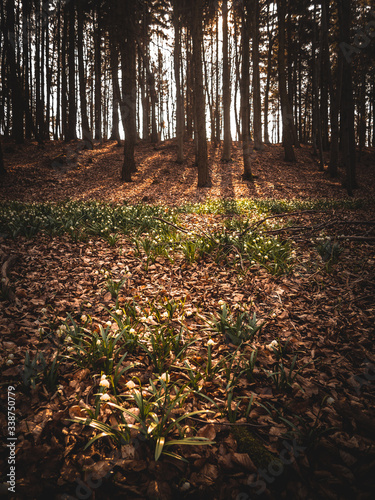 spring flowers in sunryas in forest