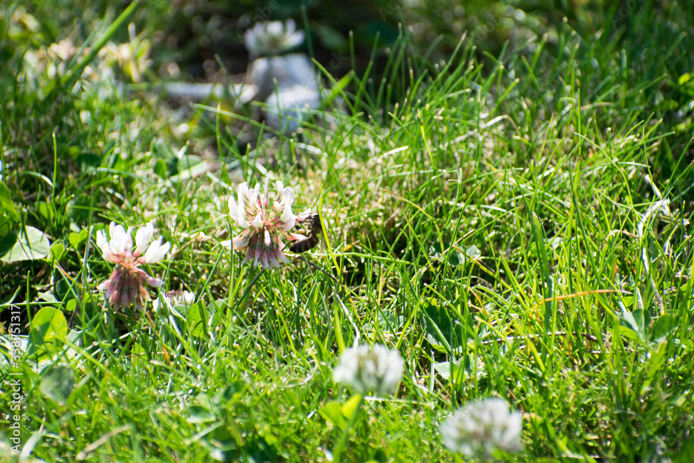 Obraz premium Primavera