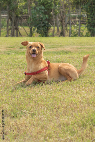 golden retriever running