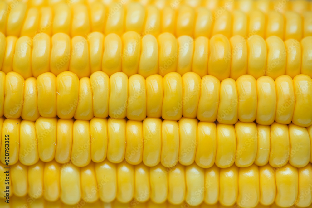 Closeup of yellow corn textured background Closeup of yellow corn textured background