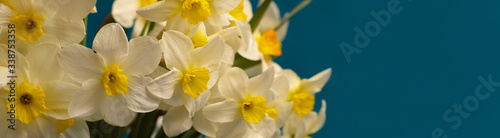 Romantic banner  delicate yellow daffodils flowers close-up. Full size.   opi space  Indigo background