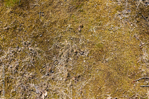 natural texture background spring moss