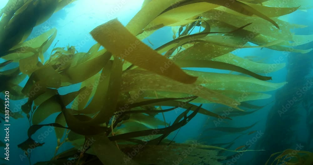 Kelp forest in temperated ocean 