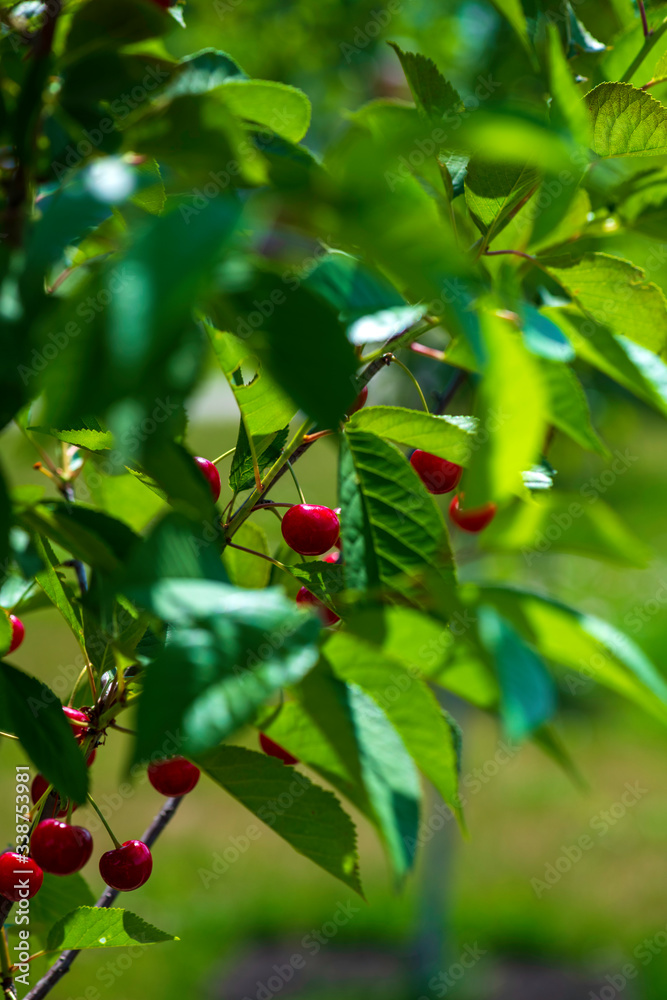 close up of a green cherry tree with ripe large berries cherries on a Sunny summer day
