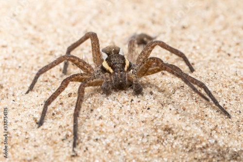 Wolf Spider Family Lycosidae on the river sand