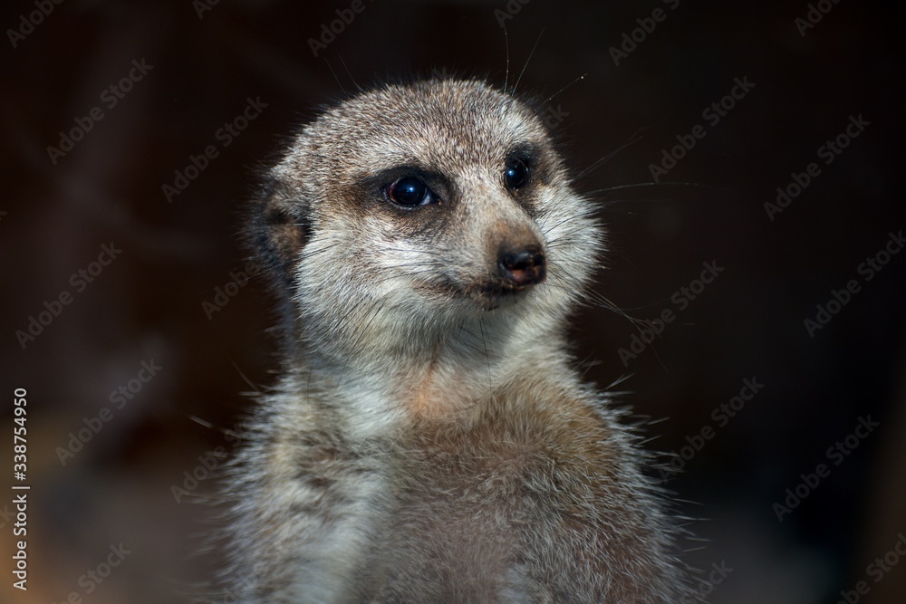 Fototapeta premium squinting meerkat