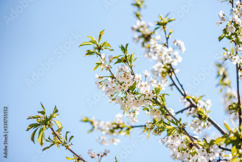 White blossoms of a tree on blue sky background