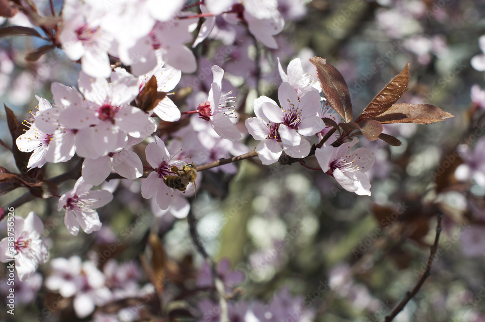 Branch of the blossoming apricot in spring garden. Bee on cherry flowers Branch of the blossoming apricot in spring garden. Bee on cherry flowers