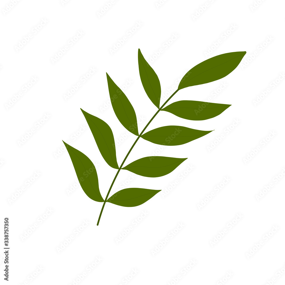  Botanical leaves. Floral design elements .Vector illustration on isolated white background. Suitable for wedding invitations, greeting cards, blogs, posters, print on fabric and clothes.