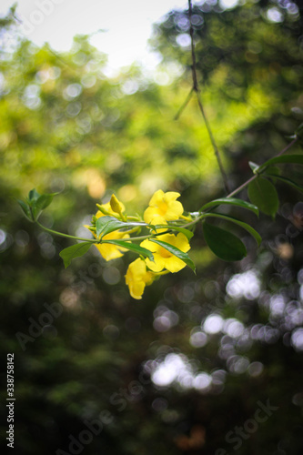 Caesalpinia flower picture was taken from old garden at morning in Bangladesh