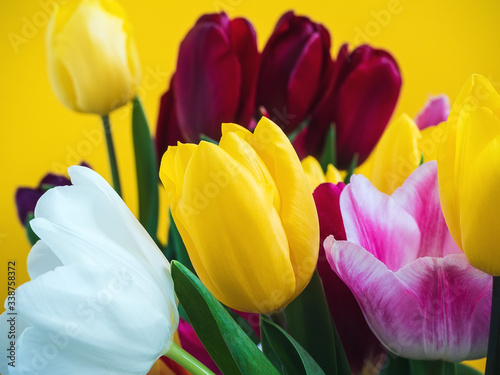 bouquet of colorful tulips of different varieties on a yellow background