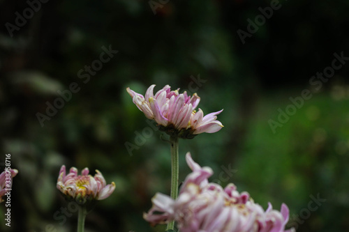 Great Masterwort flower picture taken from garden at evening in Bangladesh