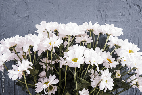 white chrysanthemums lie on a table on a gray background