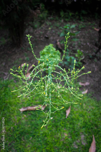 Juniper tree picture taken from garden at evening in Bangladesh