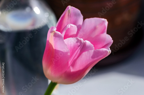 Fototapeta Naklejka Na Ścianę i Meble -  Pink tulip in sun
