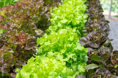 Vegetables background in farm organic for salad healthy.