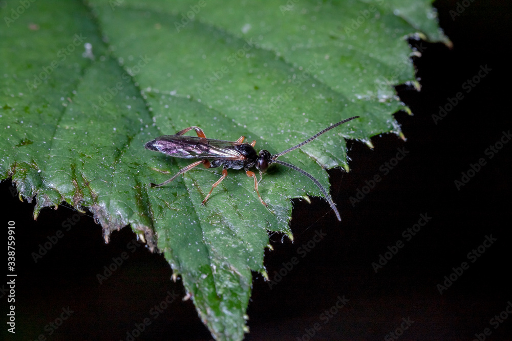 Macrophotographie, Insecte posé sur une feuille Macrophotographie, Insecte posé sur une feuille