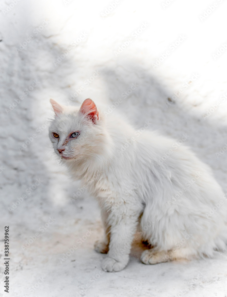 Male white cat standing and looking straight ahead