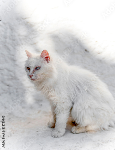 Male white cat standing and looking straight ahead