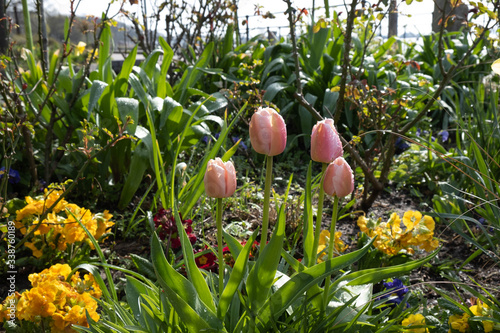 young tulips covered with morning dew, reach for the sun