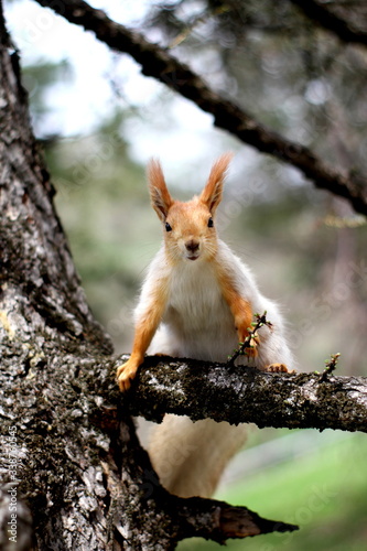 Squirel on the tree