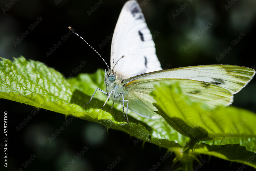 Macrophotographie, Insecte posé sur une feuille Macrophotographie, Insecte posé sur une feuille