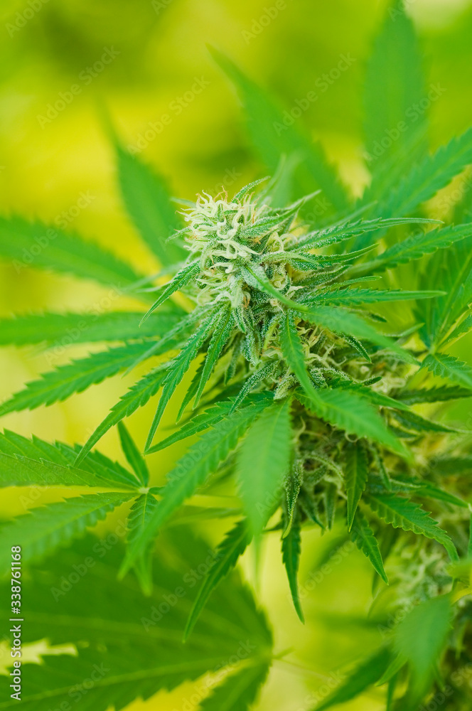 Hemp - Cannabis bud. Ripe blooming female Marijuana flower and leafs growing in homemade garden. Shallow depth of field and blurred background. Close-up Hemp - Cannabis bud. Ripe blooming female Marijuana flower and leafs growing in homemade garden. Shallow depth of field and blurred background. Close-up