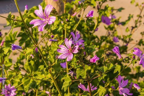 Close up of bloomming flowers