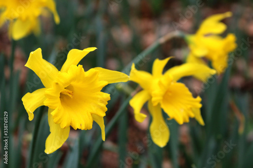 A close up of yellow daffodils growing  in a garden