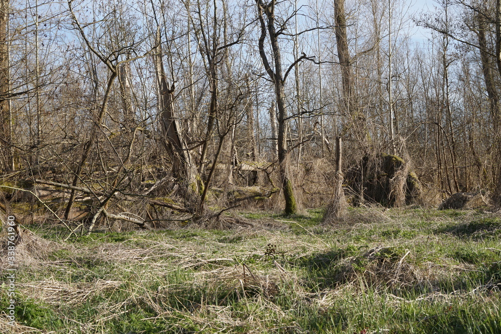 Wald mit umgestürzten Bäumen