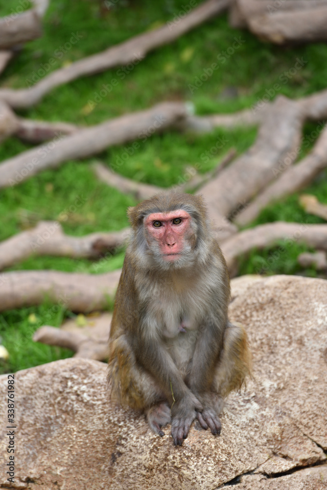 Monkey, a kind of apes Monkey, a kind of apes