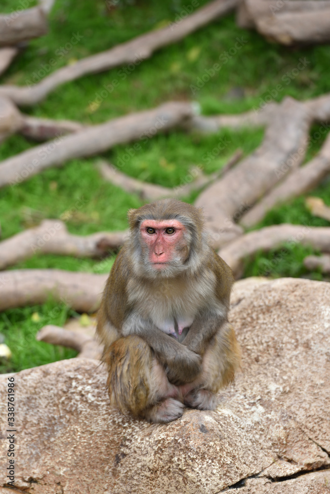 Fototapeta premium Monkey, a kind of apes