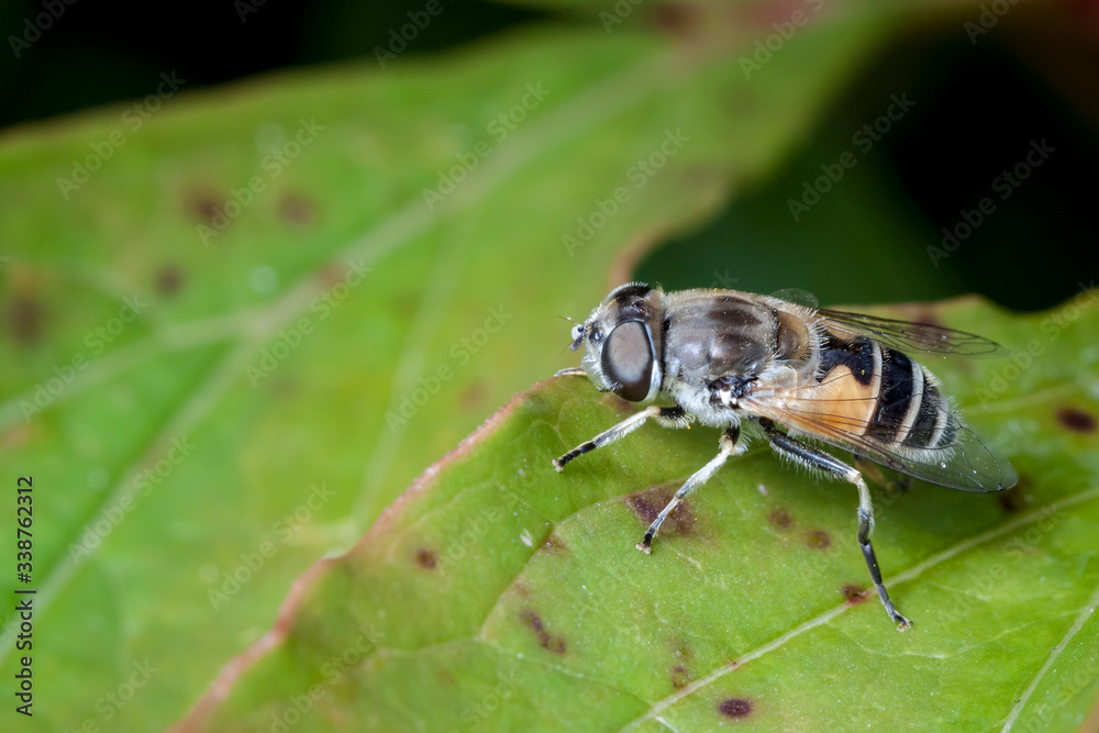 Fototapeta premium Macrophotographie, Insecte posé sur une feuille