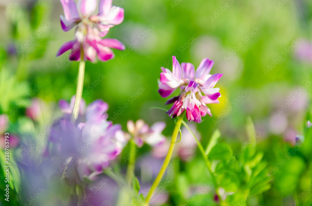 蓮華草 蓮華草