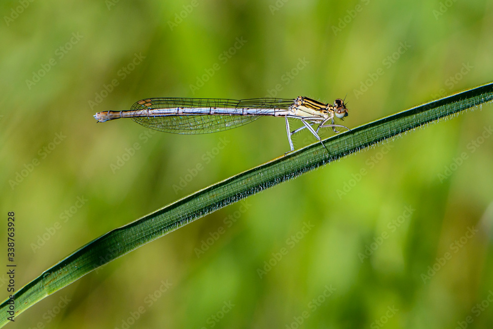Thin blue dragonfly sits on a leaf of grass Thin blue dragonfly sits on a leaf of grass