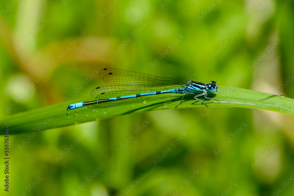 Thin blue dragonfly sits on a leaf of grass Thin blue dragonfly sits on a leaf of grass
