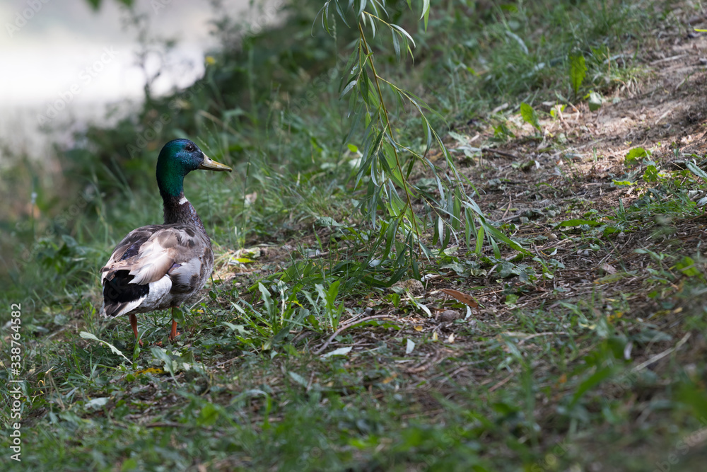 Obraz premium Wild Mallard duck walking through the meadow.