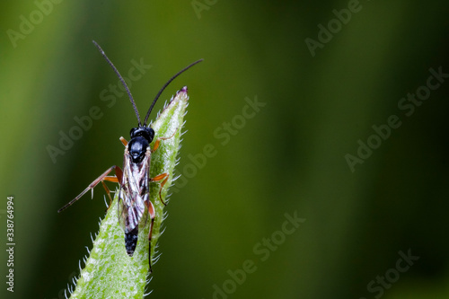 Macrophotographie, Insecte posé sur une feuille