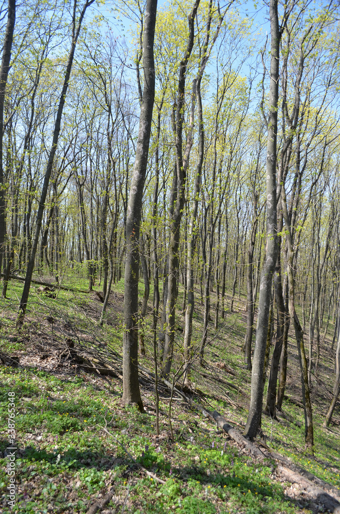 Obraz premium Eastern Europe spring landscape. Poltava Region